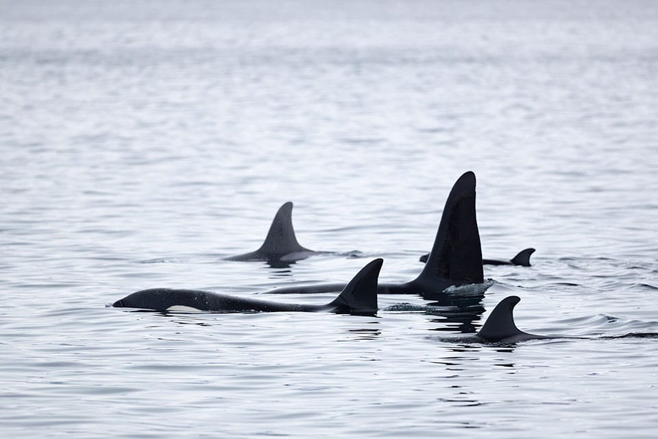 Pod of five orcas demonstrating close social bonding while swimming as a group