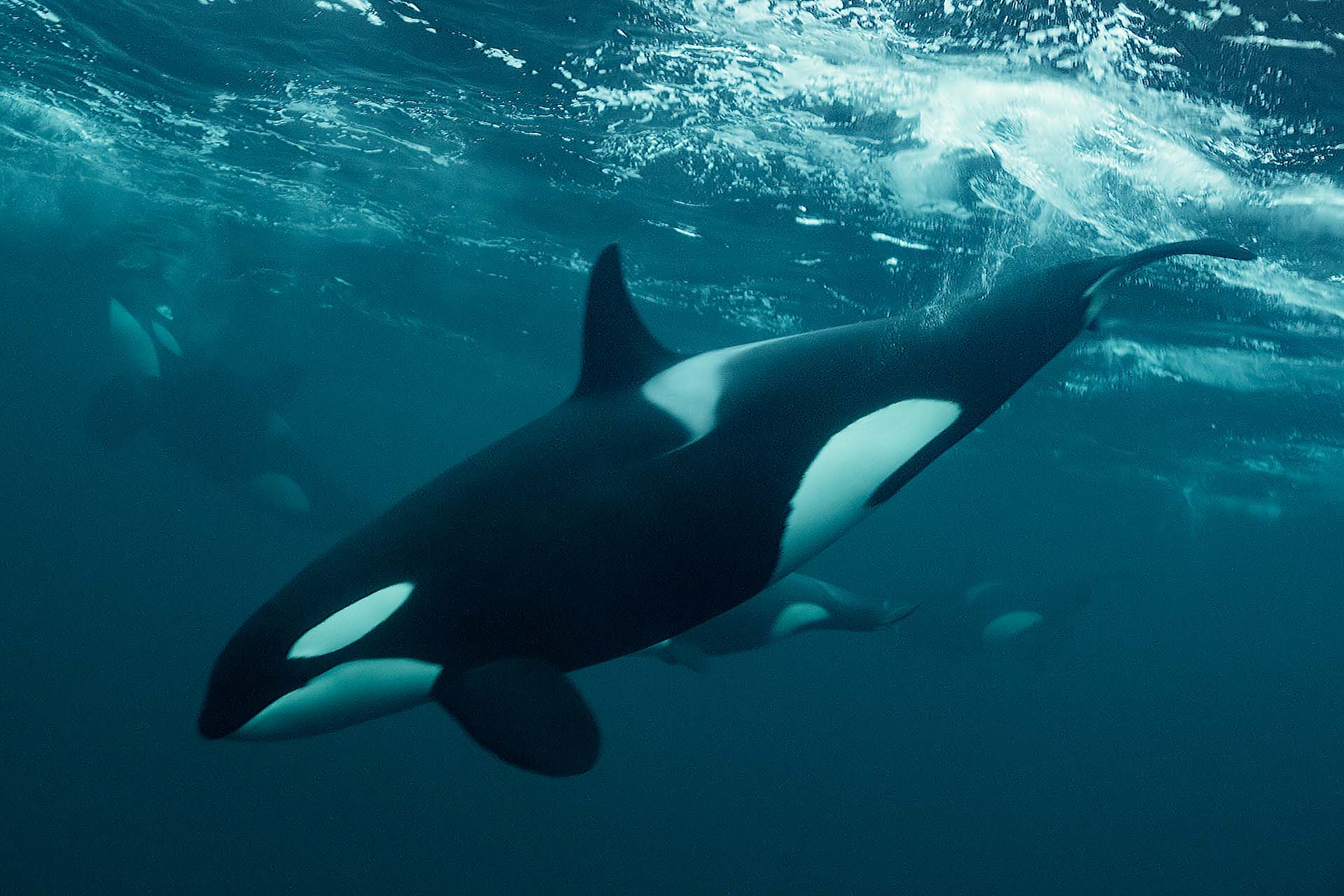 Orca gliding through clear Arctic waters, captured while snorkelling nearby during a rare and intimate wildlife encounter.