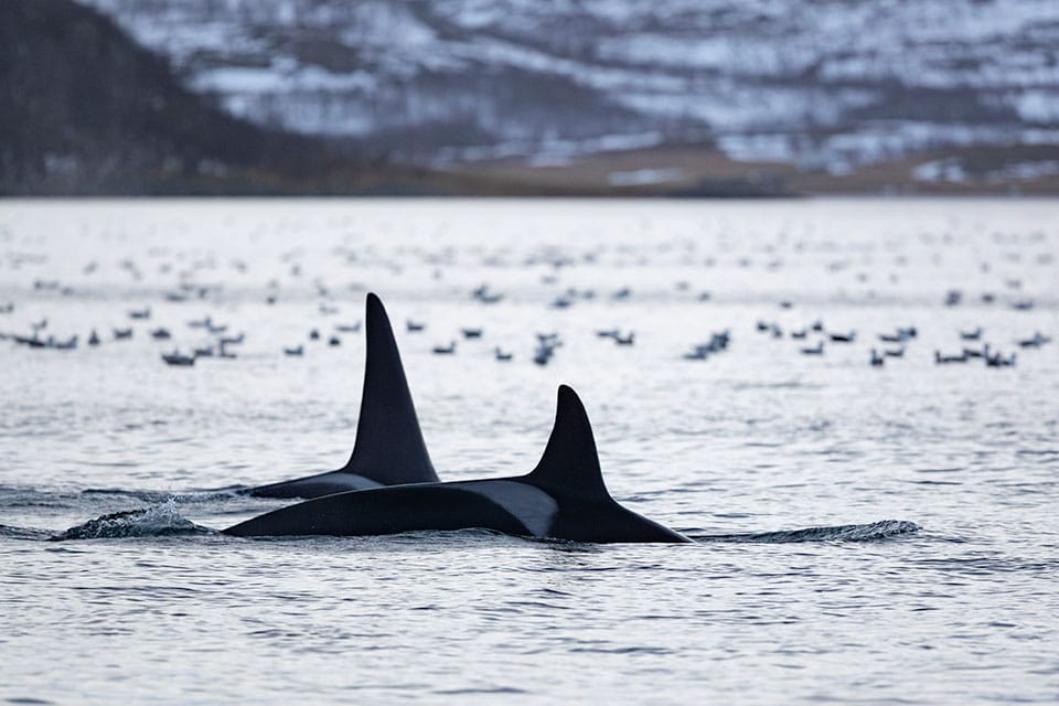 Pair of orcas swimming together in the icy Arctic Ocean, showcasing marine wildlife in its natural habitat