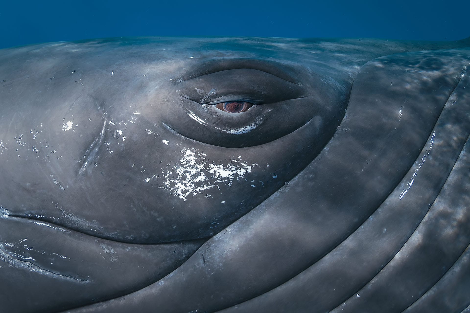 Caribbean humpback whale on the Silver Bank captured in rare close-up moment
