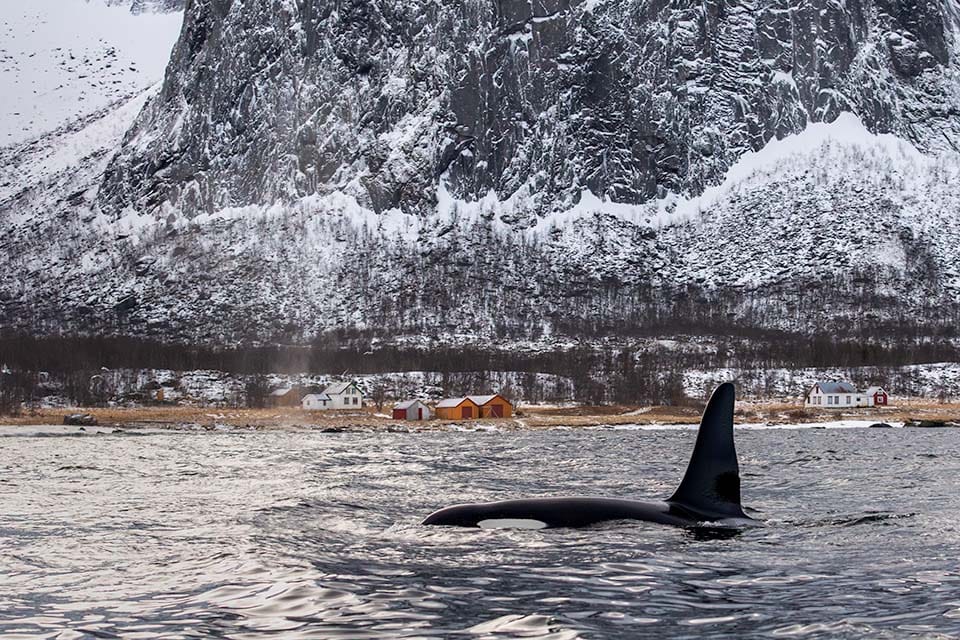 Large male killer whale, or orca, swimming against a fjord and snowy mountain background