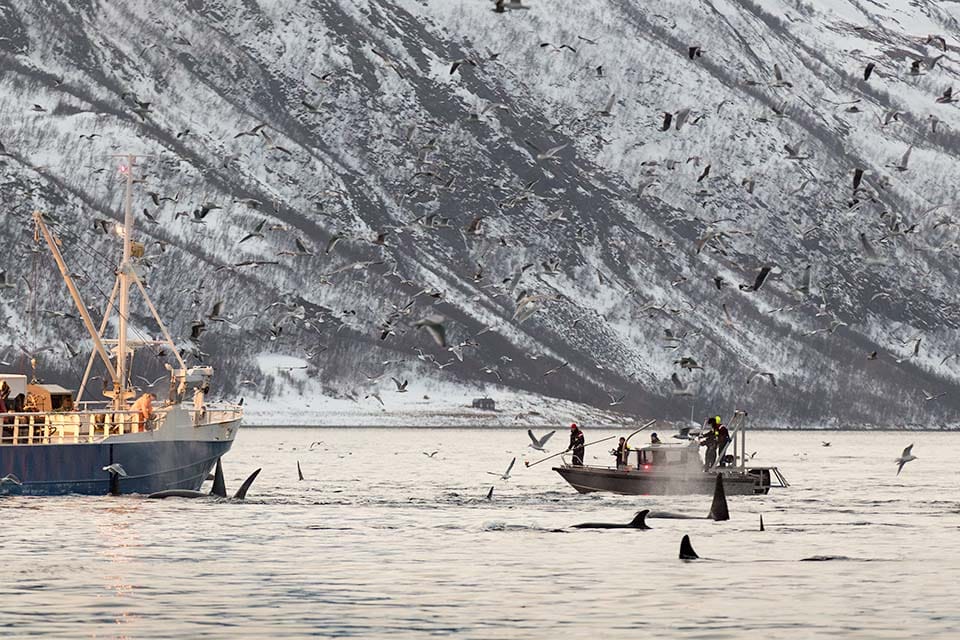 Group of orcas seen near herring fishing fleet, highlighting coexistence of wildlife and industry