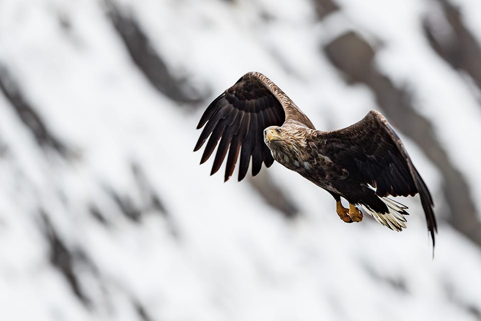 Sea eagle appearing motionless in flight, suspended against a backdrop of snow-covered mountains in Arctic Norway.