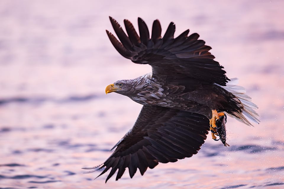 Sea eagle lifting a fish from the fjord, wings outstretched, in soft magenta light during a dramatic Arctic sunset.