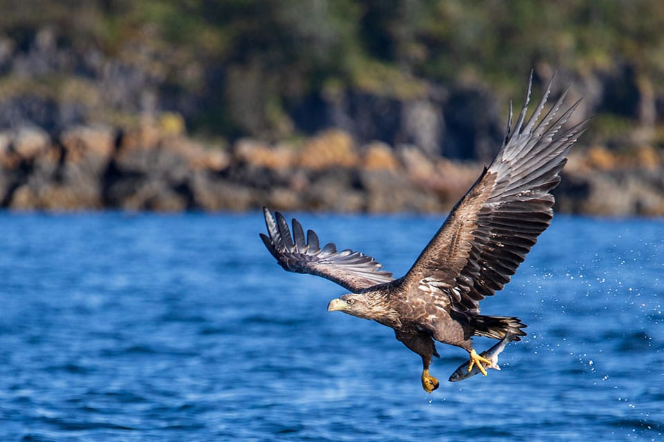 Sea eagle hunting fish up close, viewed from a small boat during a guided photography tour with expert camera setting guidance.