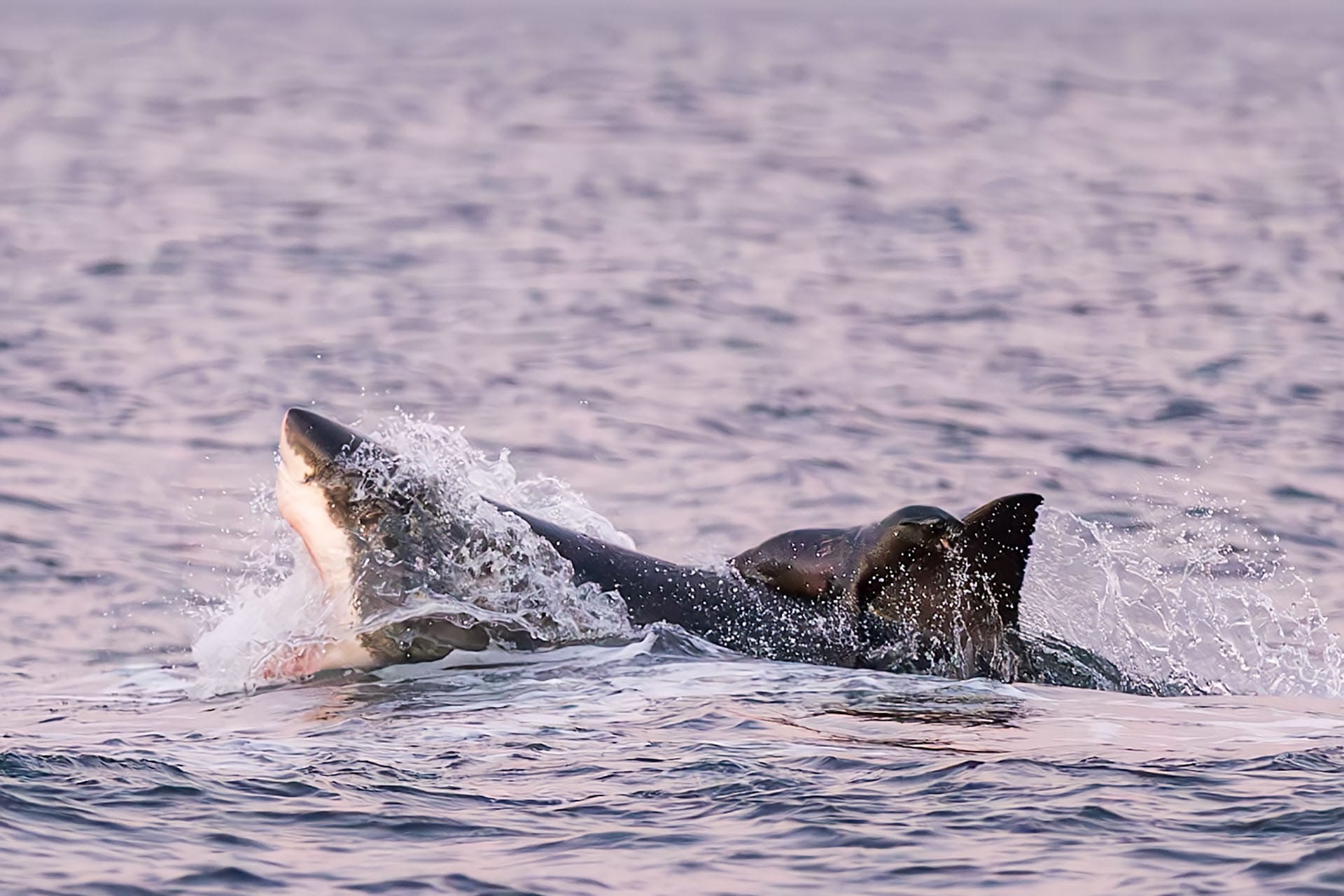 Juvenile seal hitch hikes on a great white shark