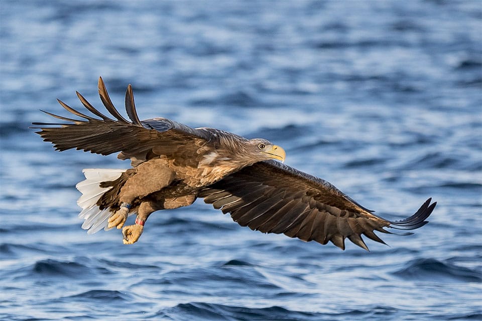 Sea eagle swooping down near photographers on a guided tour, capturing a dramatic close encounter in the wild.