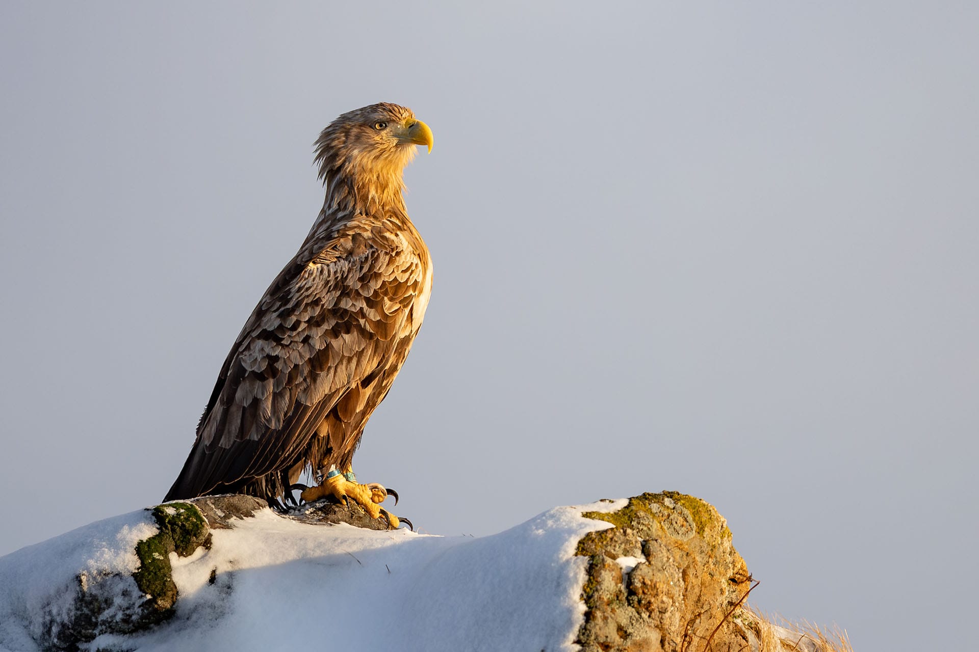 The white-tailed eagle, sometimes known as the 'sea eagle', is a large bird of prey that we see on every Northern Lights trip.