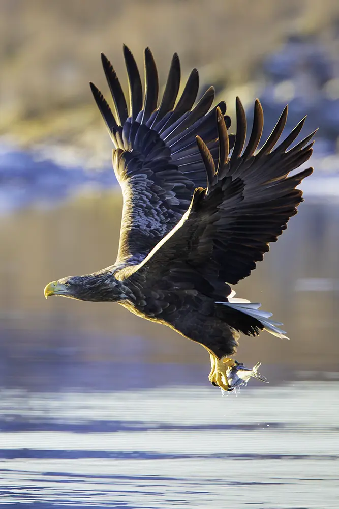 A hunting white tail sea eagle swoops down and catches a fish