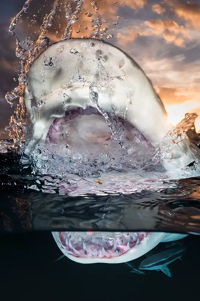 A lemon shark at sunset, mouth open above and below the water