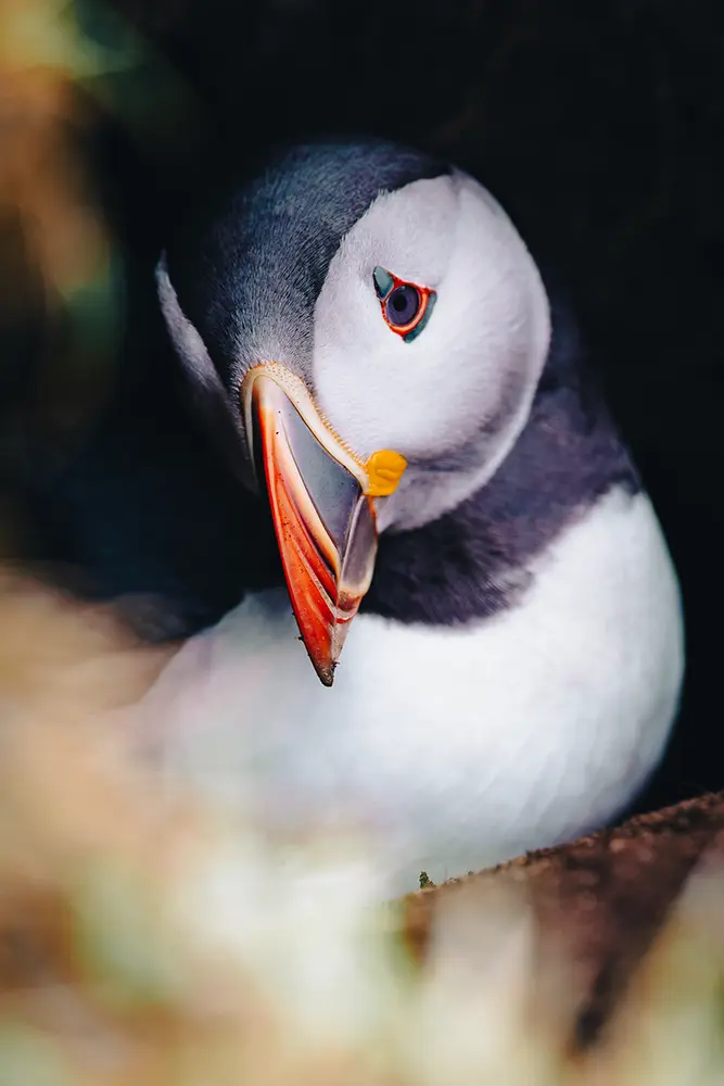 Portrait of a puffin sitting alone at St. Kilda