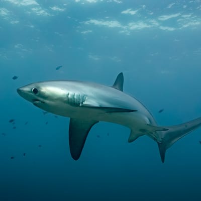 Thresher shark swimming in clear blue water, showing its long tail and sleek body, surrounded by small fish